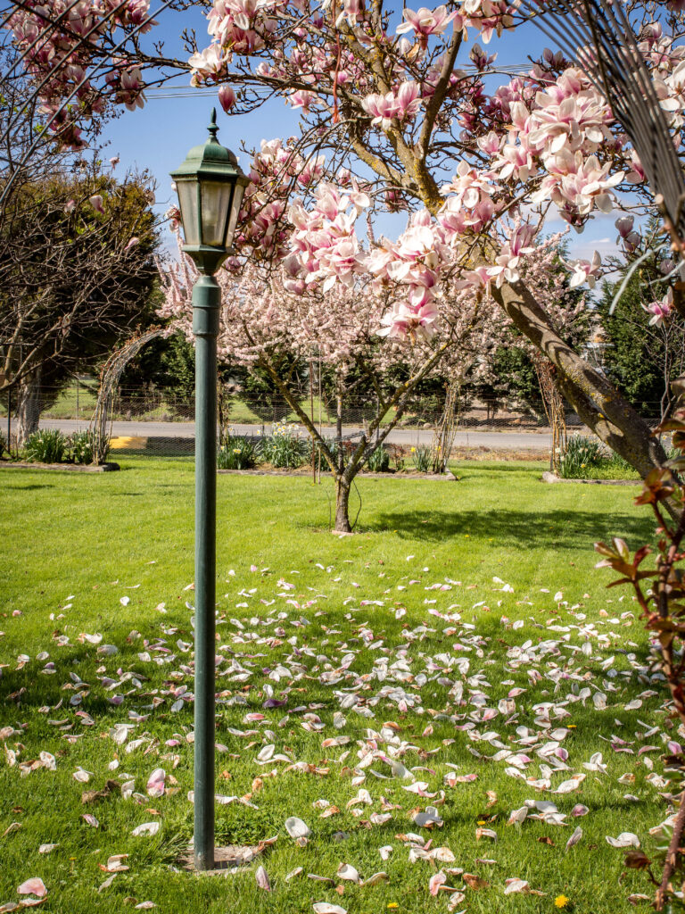 Rose Hill
